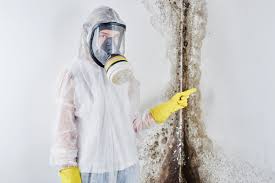 Best Attic Mold Removal in Arlington, OH